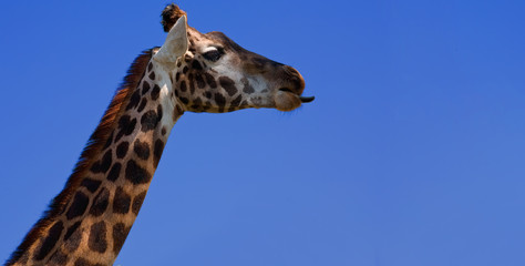 Giraffe