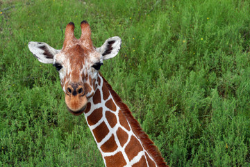 Obraz premium Giraffe