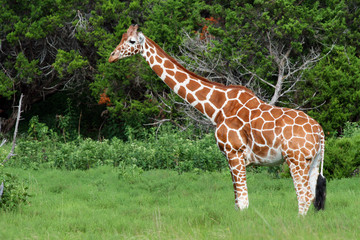 Giraffe