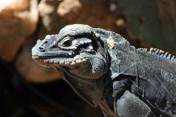 Lizard