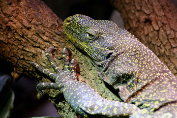 Lizard
