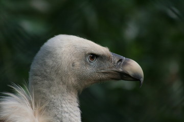 Gänsegeier