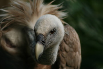Gänsegeier 1