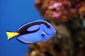 The beautiful fish-surgeon floats in an aquarium