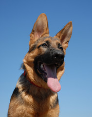 chiot berger allemand