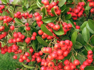 red berries of hawthorn