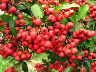 red berries of decorative bush in park