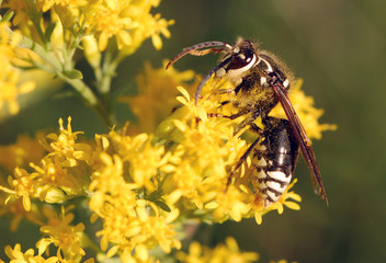 Bald Faced Hornet