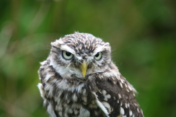 Little Owl