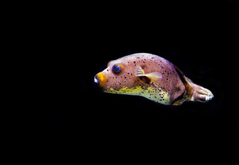 tropical fish