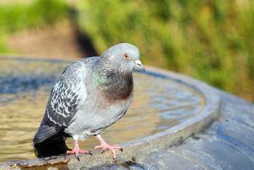 Pigeon