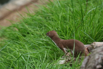 Weasel