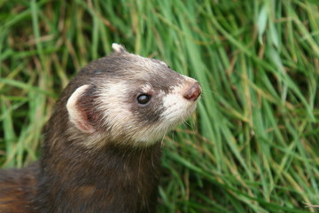 Polecat
