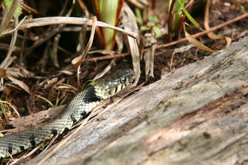 Grass Snake