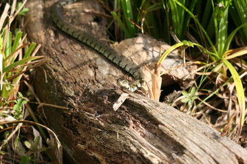 Grass Snake