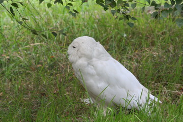 Snowy Owl