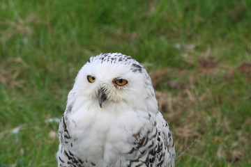 Snowy Owl