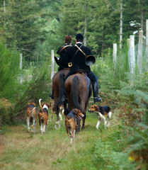 cavaliers et chiens  de chasse à courre en forêt