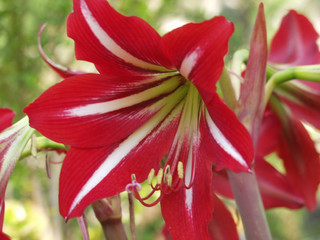 Lilie Rot Weiß © Martin_P