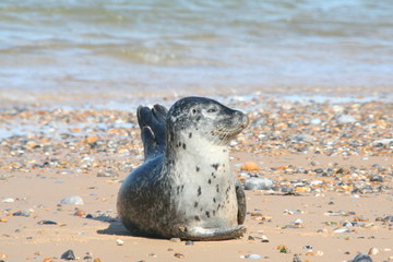 Grey Seal