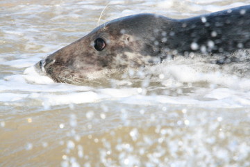 Grey seal