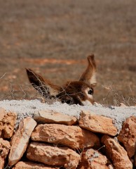 donkey behind wall
