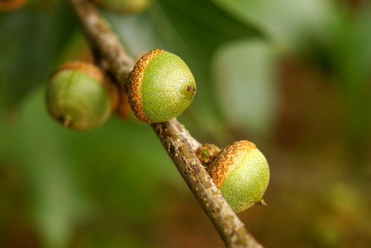 Pin oak fruits