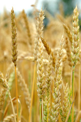 Wheat Turning Ripe