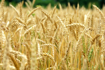 Wheat Field Turning Ripe