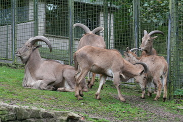 Barbary Sheep
