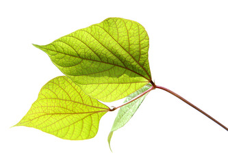 Obraz premium Leaves