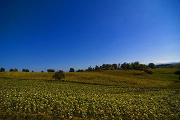 Fototapeta na wymiar French landscape sunflowers blue sky