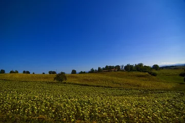 Fototapeten French landscape sunflowers blue sky © willem169