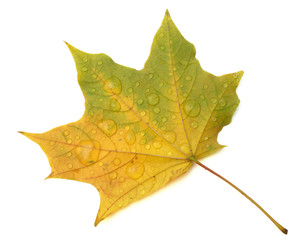 Leaf of a maple