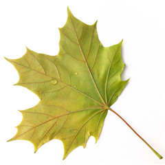 Maple leaf