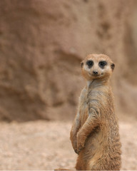 Fototapeta premium meerkat staring