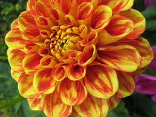 dahlia