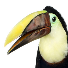 Swainson's Toucan