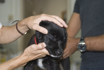 Puppy getting a checkup