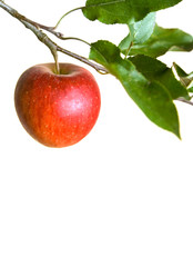 apple on a branch