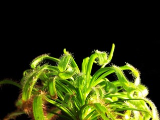 Sundew - Drosera gigant 