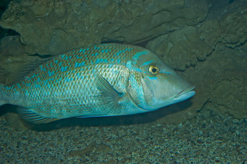 Fototapeta premium Fish