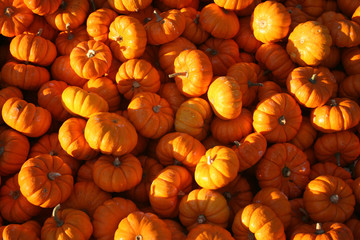 Pumpkins in Sunlight