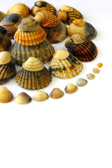 Shell Spiral