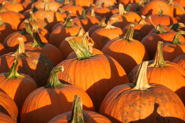 Pumpkins in the Sunlight 2