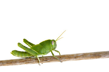 Grasshopper