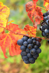 Grapes and bright red autumn grape leaves in the vineyard