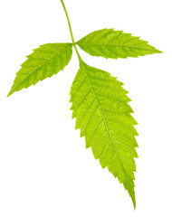 Fototapeta premium Branch of three green leaves isolated on white background