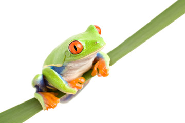 frog on a leaf isolated