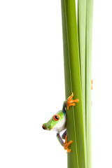 Naklejka premium frog on plant isolated white